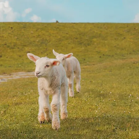 Windhauch Apartament *