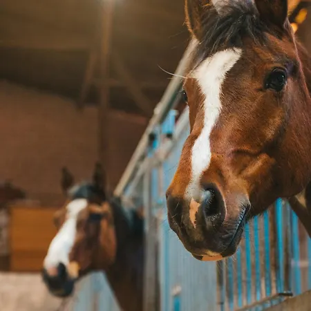 Windhauch * Westermarkelsdorf
