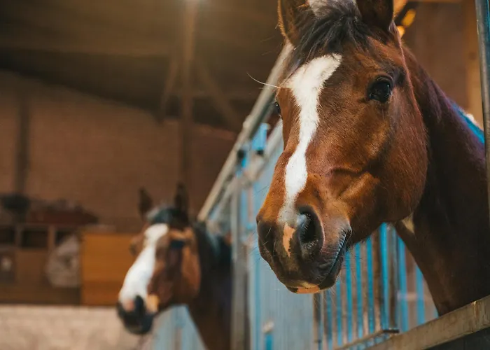 Windhauch * Westermarkelsdorf
